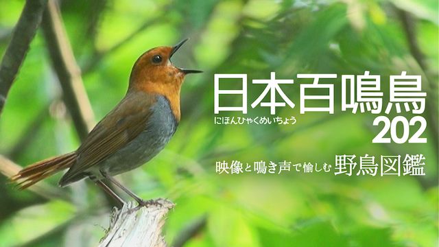 日本百鳴鳥 202 にほんひゃくめいちょう/映像と鳴き声で愉しむ野鳥図鑑