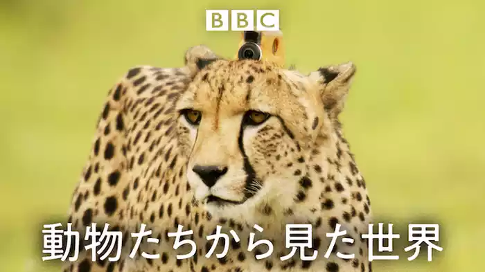 動物たちから見た世界