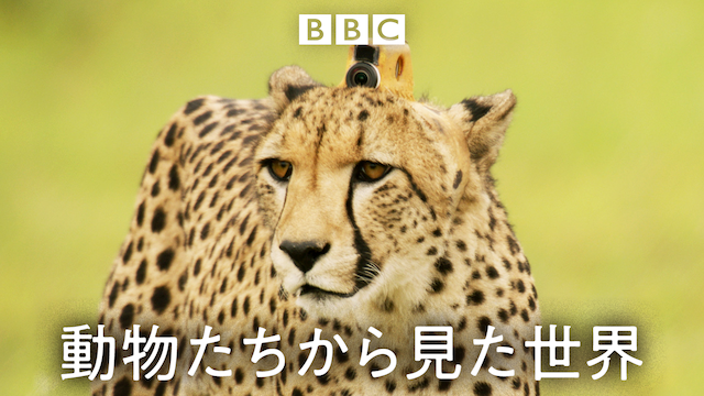 動物たちから見た世界(報道・スペシャル / 2018) - 動画配信 | U-NEXT 31日間無料トライアル