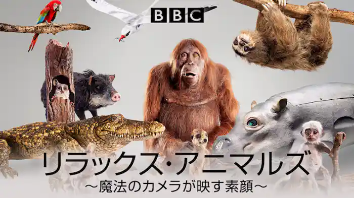 リラックス・アニマルズ～魔法のカメラが映す素顔～