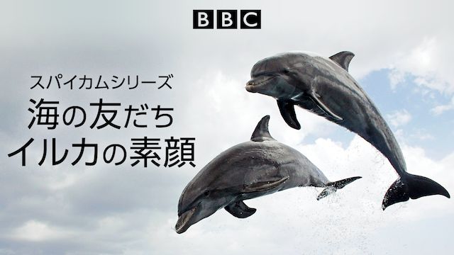 スパイカムシリーズ 海の友だちイルカの素顔