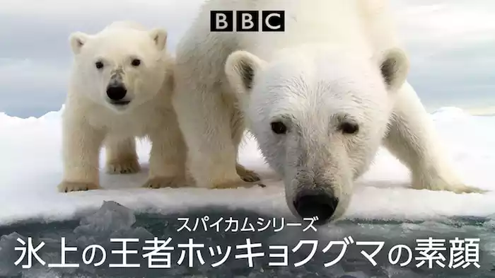 スパイカムシリーズ 氷上の王者ホッキョクグマの素顔