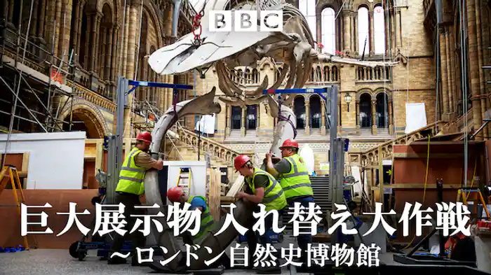 巨大展示物 入れ替え大作戦～ロンドン自然史博物館