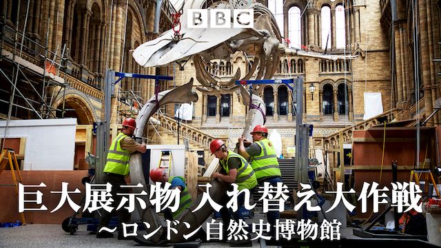ロンドン自然史博物館 巨大展示物 入れ替え大作戦
