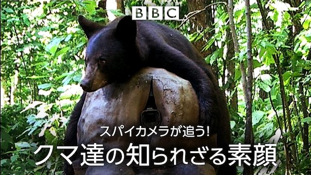 スパイカメラ! クマ達の知られざる素顔