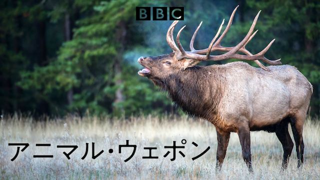 アニマル・ウェポン