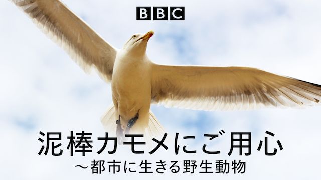 泥棒カモメにご用心〜都市に生きる野生動物 