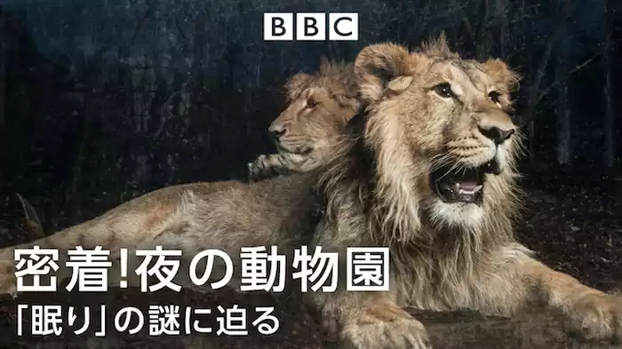 密着！夜の動物園 「眠り」の謎に迫る