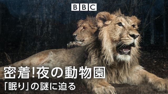 密着!夜の動物園 「眠り」の謎に迫る