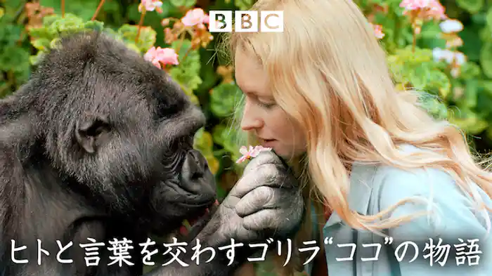 ヒトと言葉を交わすゴリラ“ココ”の物語