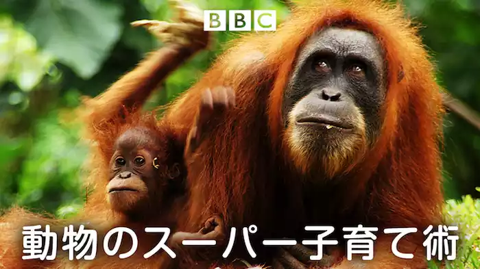 動物のスーパー子育て術