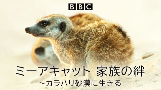 ミーアキャット 家族の絆〜カラハリ砂漠に生きる