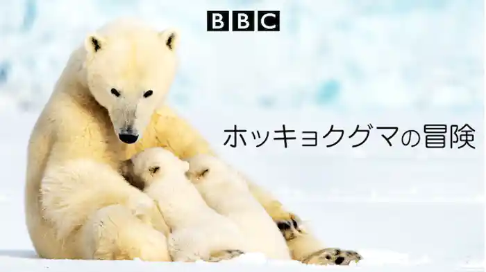 ホッキョクグマの冒険