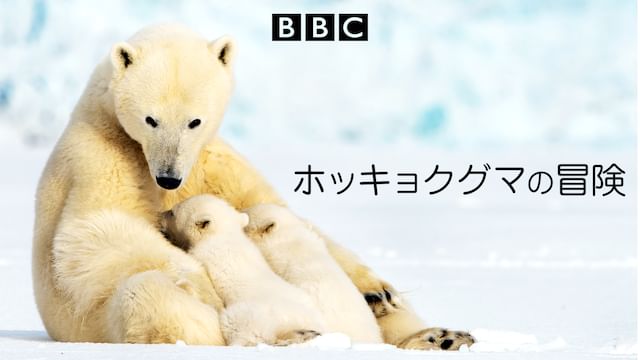 ホッキョクグマの冒険