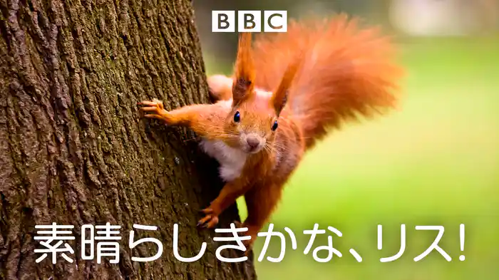 素晴らしきかな、リス!
