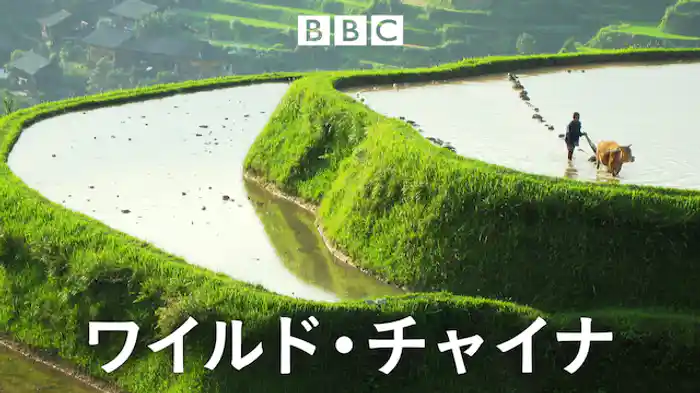 ワイルド･チャイナ