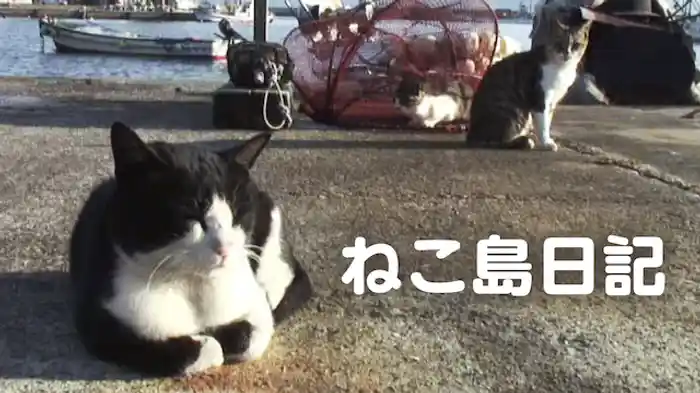 ねこ島日記