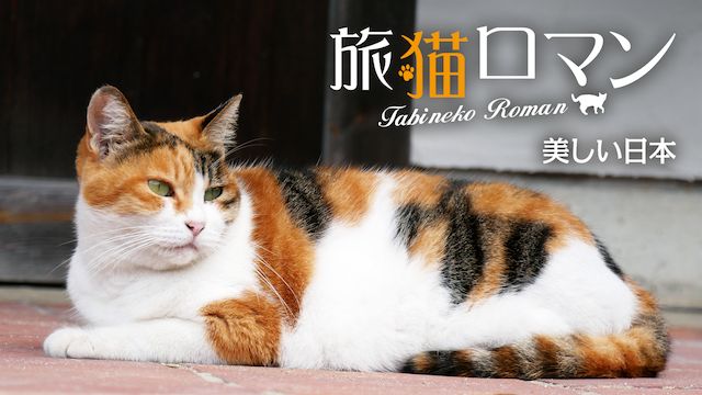 旅猫ロマン 美しい日本