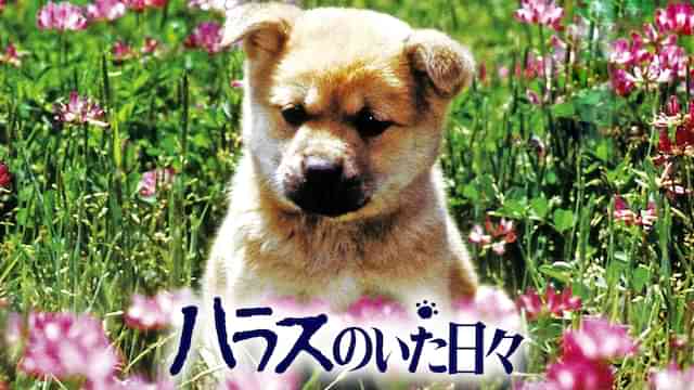 ハラスのいた日々