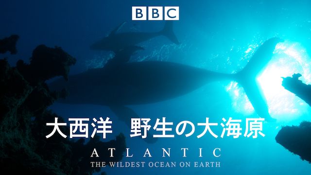 大西洋 野生の大海原