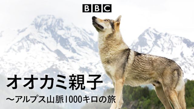 オオカミ親子〜アルプス山脈1000キロの旅