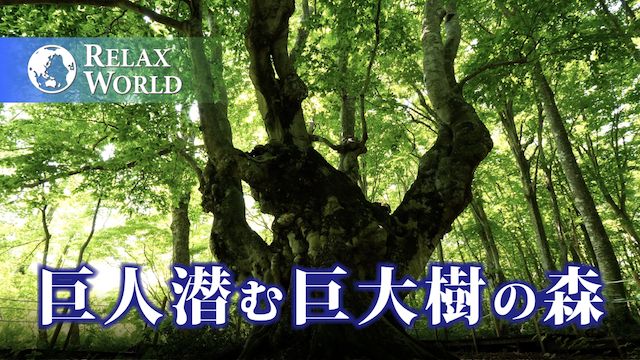 巨人潜む巨大樹の森【RELAX WORLD】
