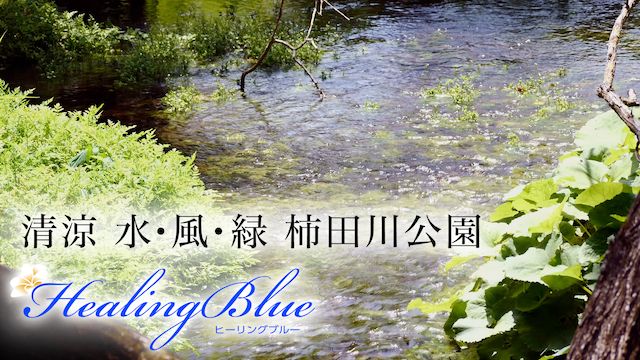 【HealingBlueヒーリングブルー】清涼 - 水・風・緑  柿田川公園