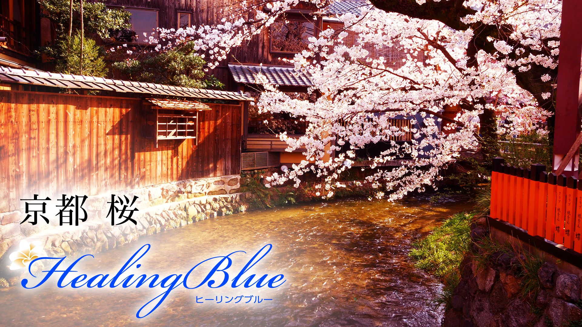 京都 桜【HealingBlue】