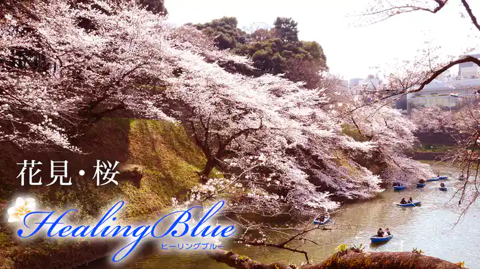 花見・桜【HealingBlue】