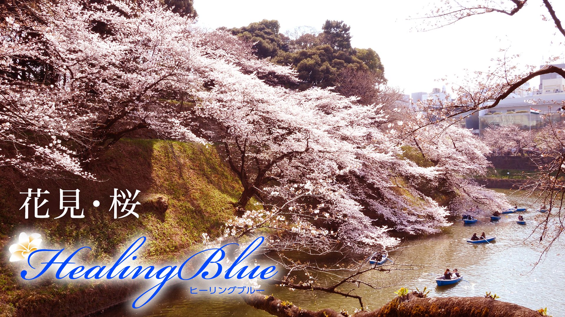 花見・桜【HealingBlue】