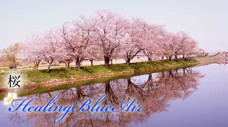 桜【HealingBlueAir】