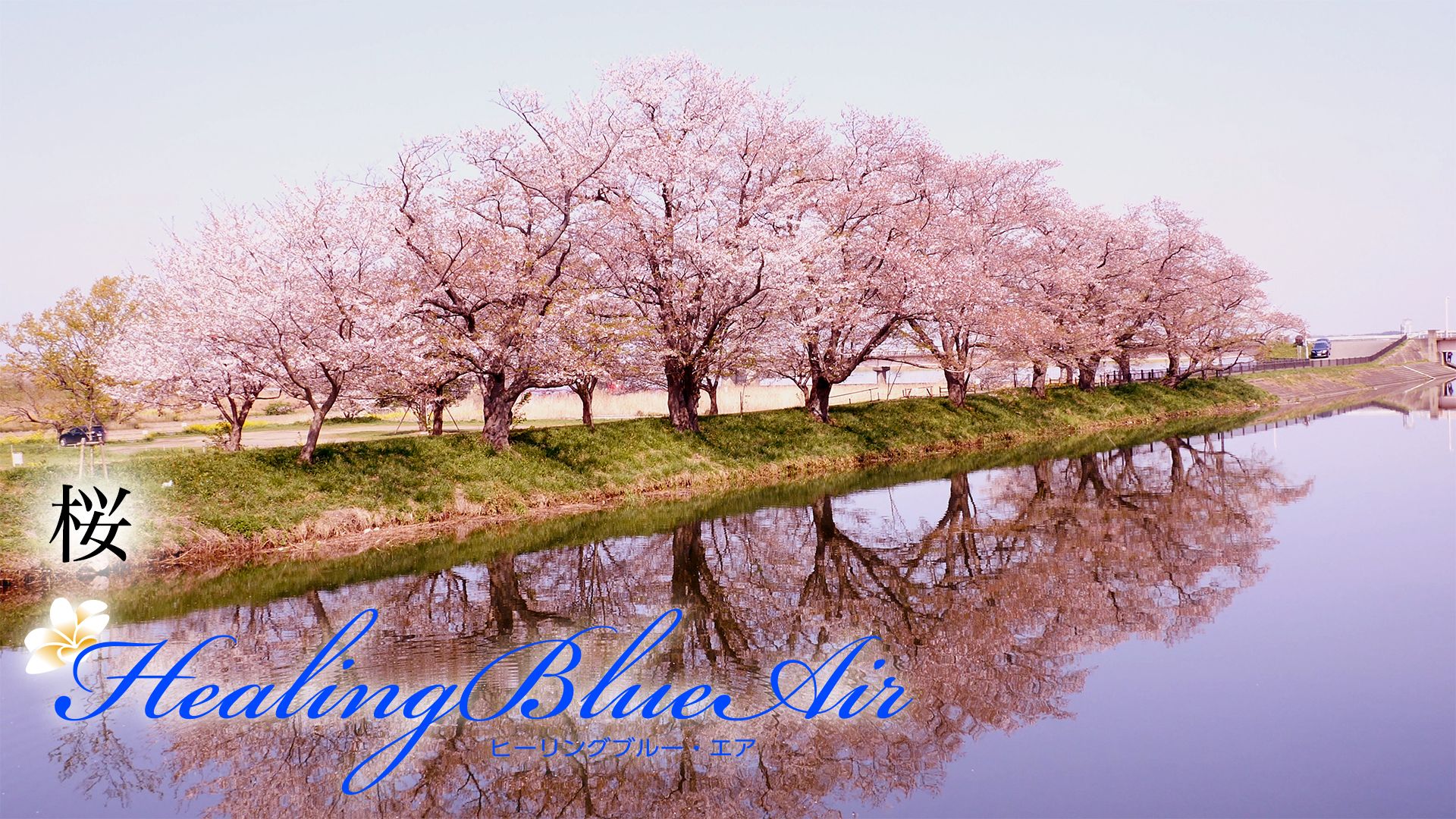 桜【HealingBlueAir】