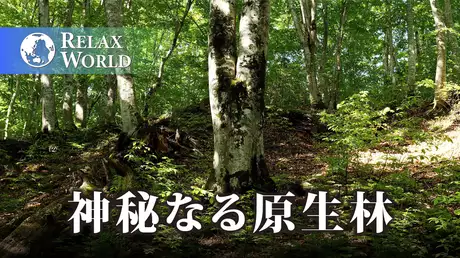 神秘なる原生林【RELAX WORLD】
