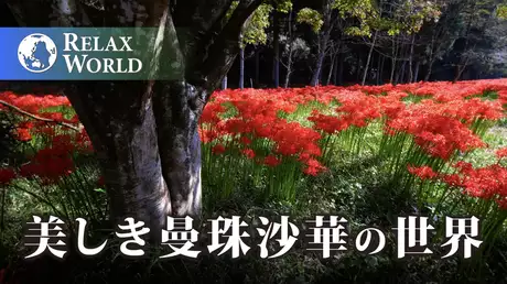 美しき曼珠沙華の世界【RELAX WORLD】