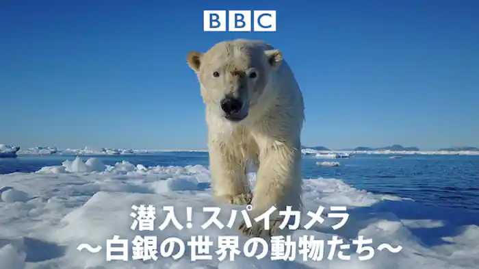 潜入! スパイカメラ～白銀の世界の動物たち～