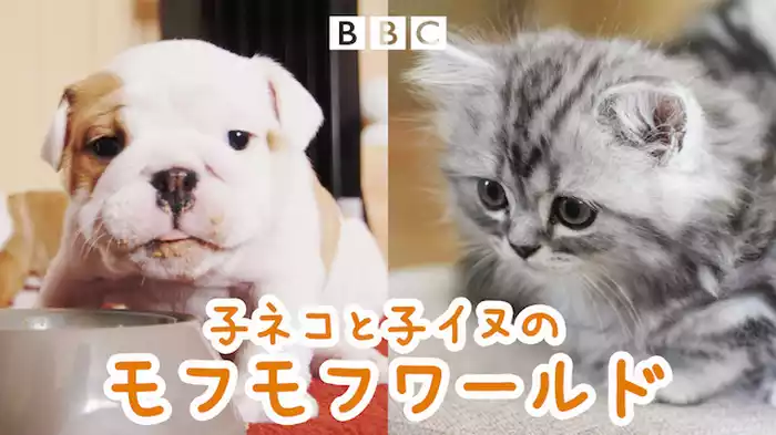 子ネコと子イヌのモフモフワールド