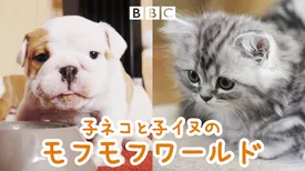 子ネコと子イヌのモフモフワールド