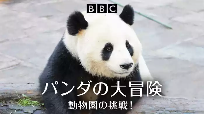 パンダの大冒険　動物園の挑戦！
