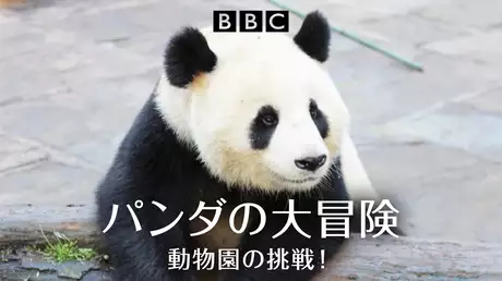 パンダの大冒険　動物園の挑戦！