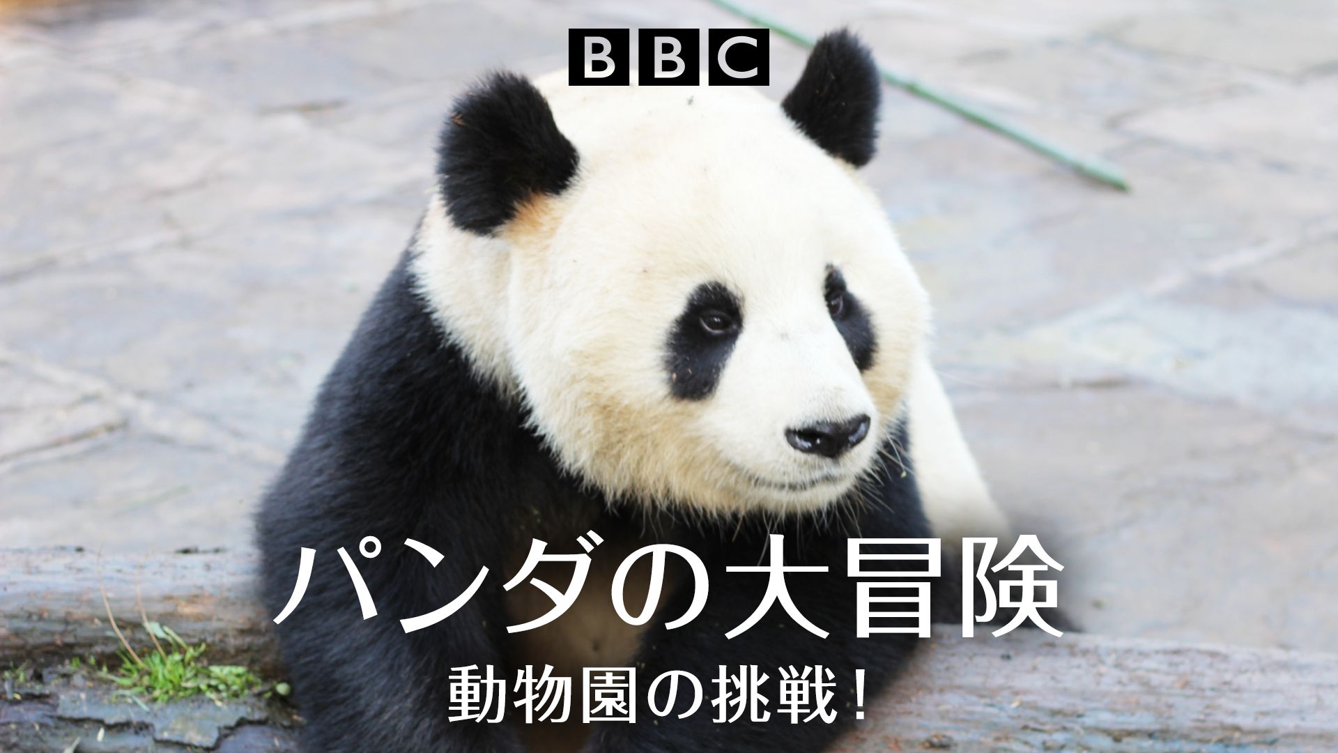 パンダの大冒険〜動物園の挑戦!