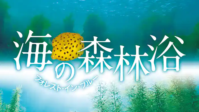 海の森林浴 フォレスト・イン・ブルー