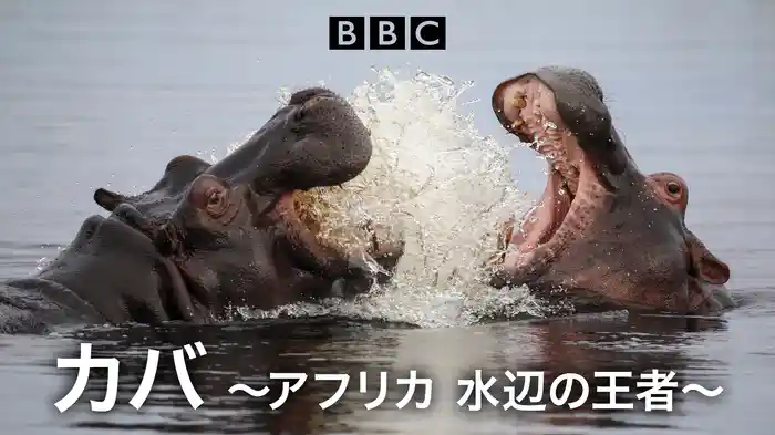カバ ~アフリカ 水辺の王者~