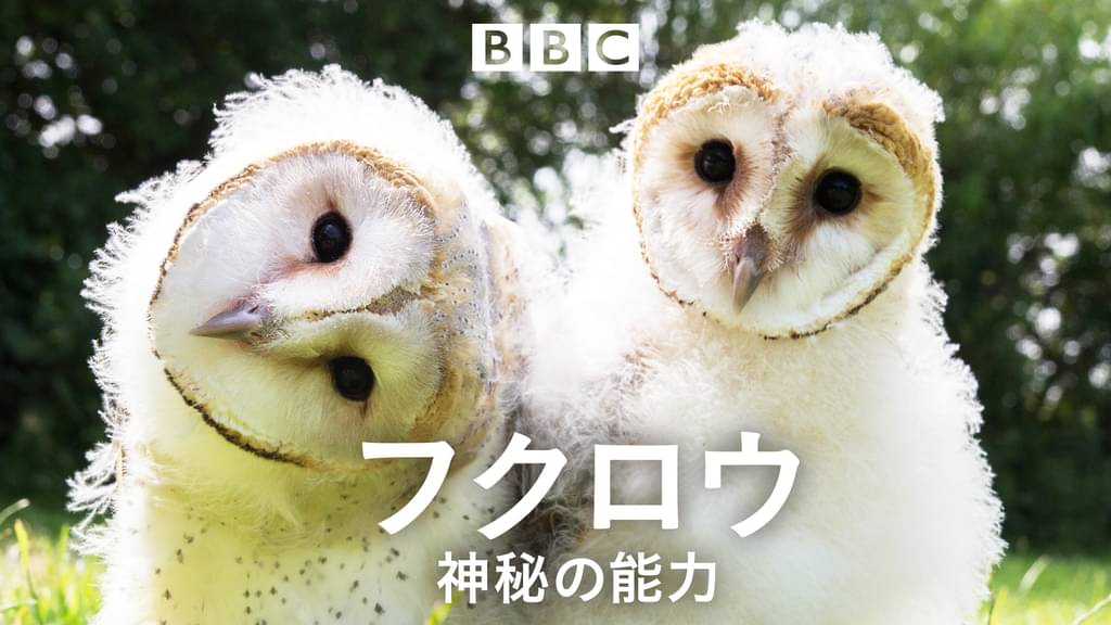 フクロウ 神秘の能力 ドキュメンタリー 15 の動画視聴 U Next 31日間無料トライアル フクロウ 神秘の能力 ドキュメンタリー 15 の動画視聴 U Next 31日間無料トライアル