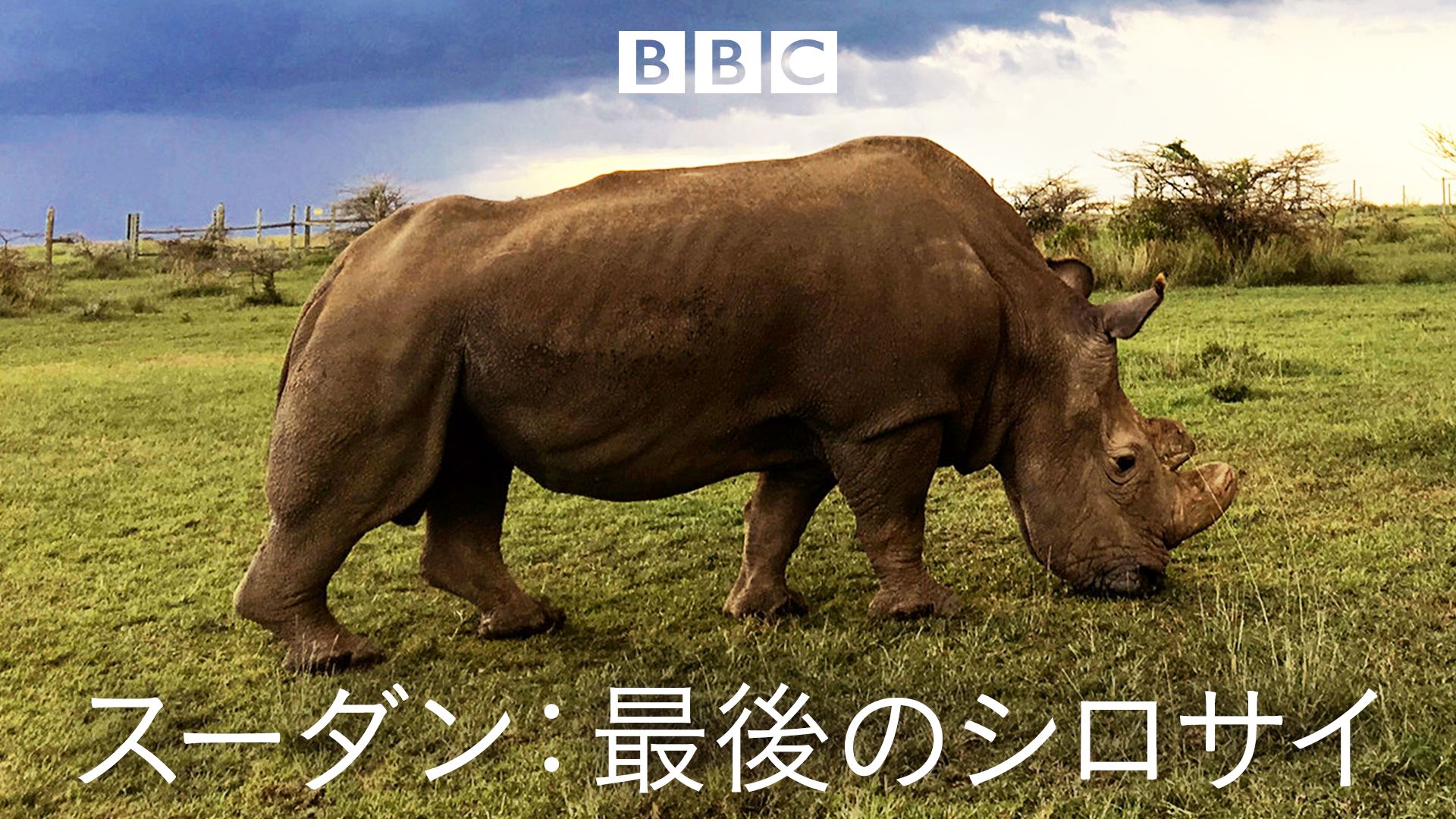 スーダン:最後のシロサイ