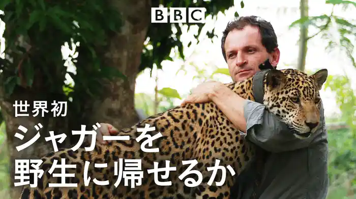 世界初 ジャガーを野生に帰せるか