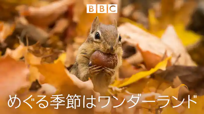 めぐる季節はワンダーランド