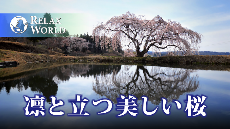 凛と立つ美しい桜【RELAX WORLD】