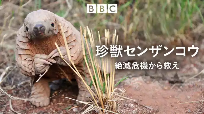 珍獣センザンコウ　絶滅危機から救え