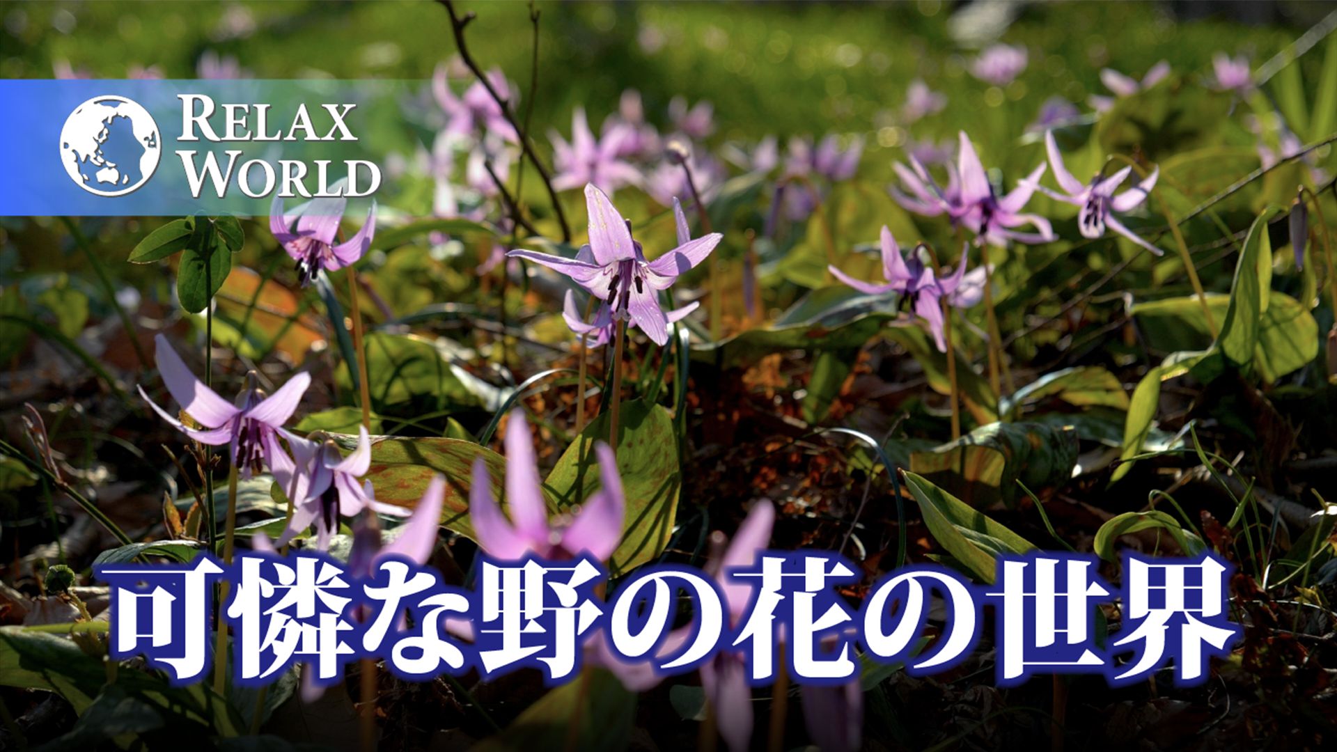 可憐な野の花の世界【RELAX WORLD】