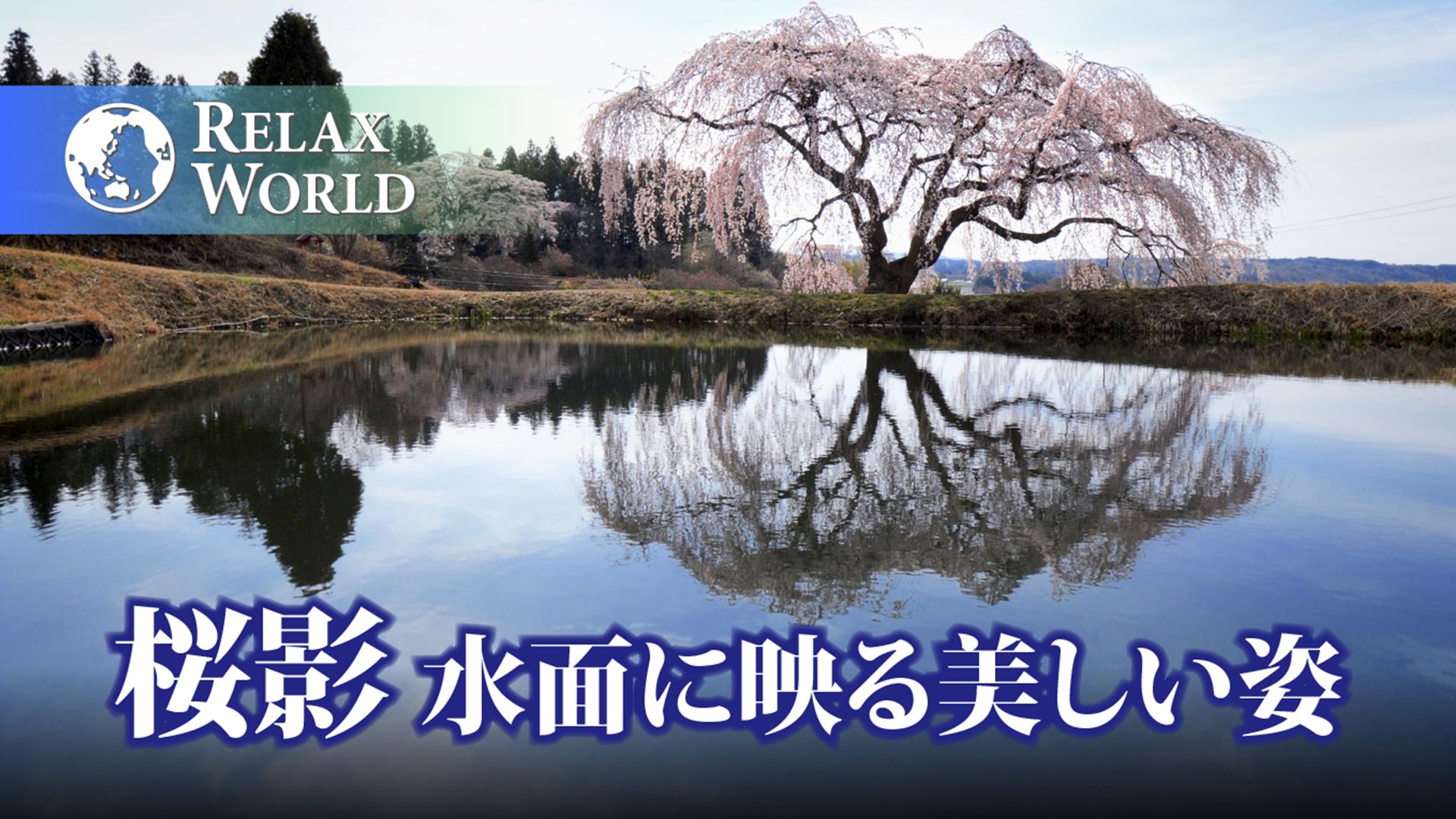 桜影・水面に映る美しい姿【RELAX WORLD】